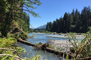 River in the summer