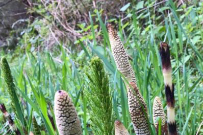 Horsetails are a sign of warming weather